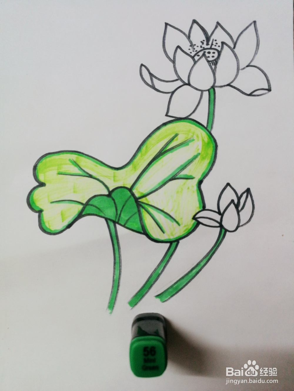 彩绘荷花卡通绘本插图