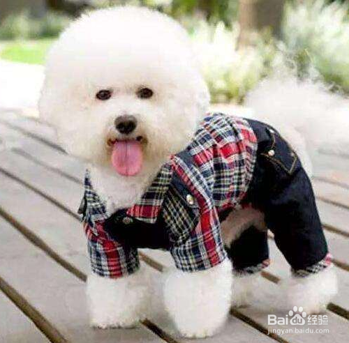 给狗狗穿衣服要注意什么？
