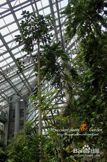 上海植物园（上）