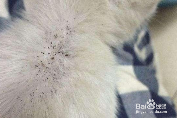 猫咪身上的跳蚤太多怎么办？