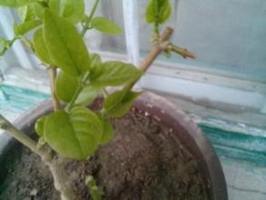 秋季盆花的管理经验