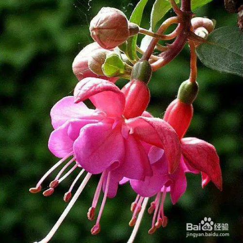 倒挂金钟花怎么养？