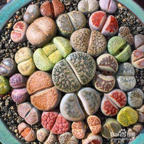 多肉那些好养？