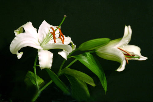 女性怎样在初冬进行保健？