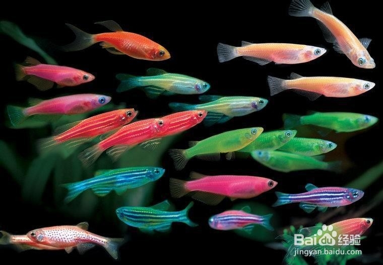 热带鱼饲养生活常识（三）如何预防鱼生病