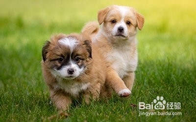 你知道怎么更好的照顾幼犬吗