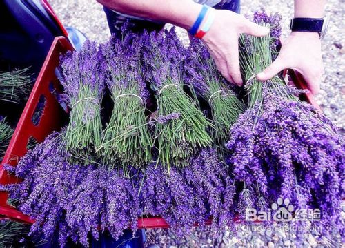 普罗旺斯薰衣草之恋