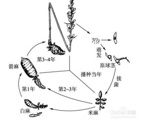 天麻的生长过程