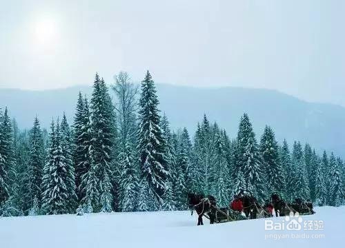 喀纳斯冬季旅游全攻略