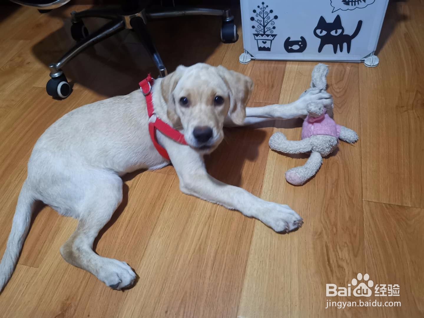 狗狗胃口不好怎么办