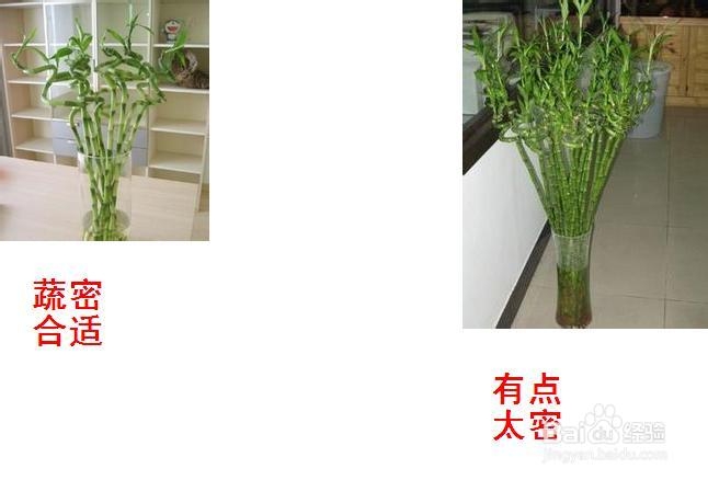 转运竹的养殖方法和注意事项