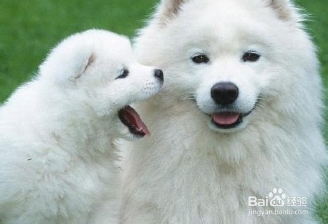 萨摩耶如何饲养