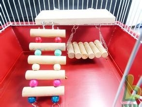 怎样饲养仓鼠---如何挑选小宠玩具及注意事项