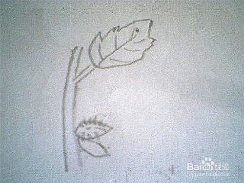 简笔画生长着的苍耳