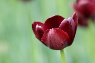 送郁金香的禁忌