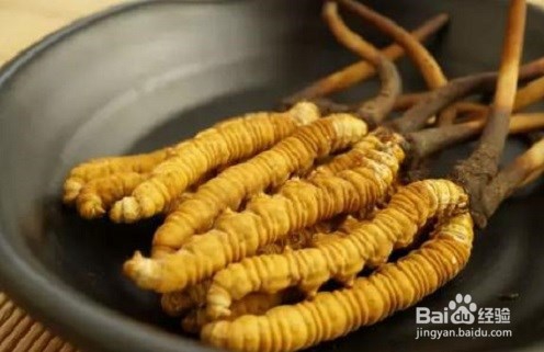 冬虫夏草的作用以及食用禁忌
