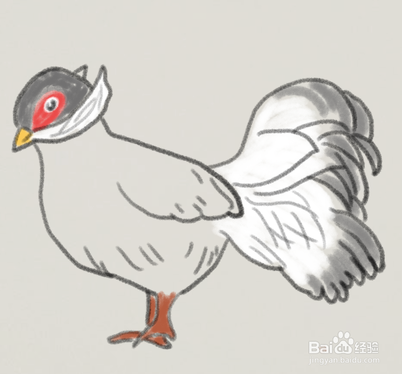 褐马鸡插画图片
