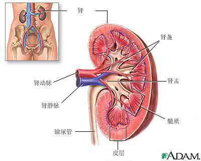 健康/養生 醫療健康 > 男科