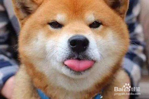 怎么确定是胡麻柴犬 百度经验