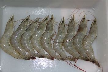 虾吃什么东西，怎么养#校园分享#