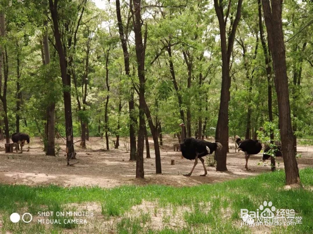 北京野生动物园一日游