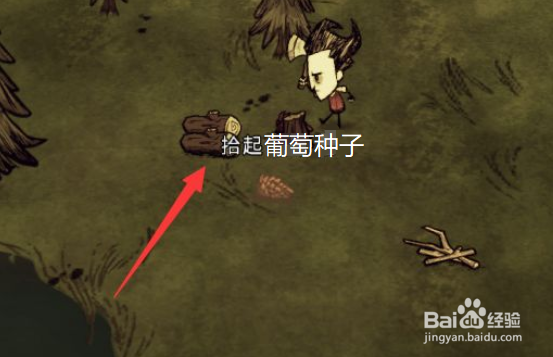 葡萄种子怎么种植方法