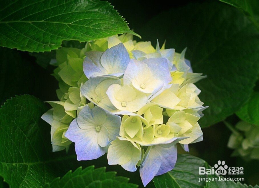 用PS如何打造照片朦胧感