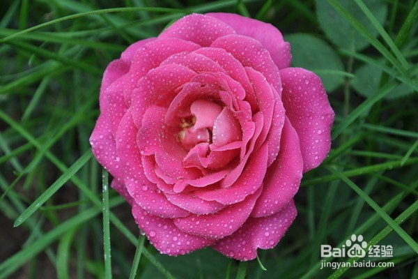 不宜摆放在家里的10种花草植物