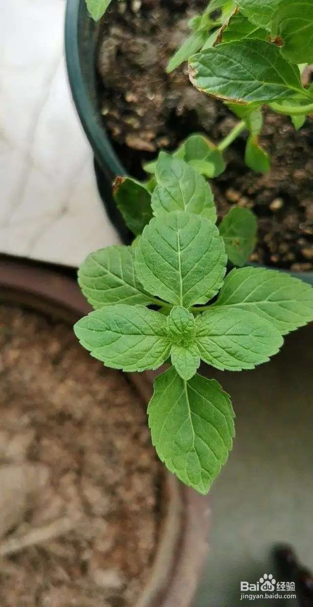 盆栽薄荷发黄还烂根？5招搞定