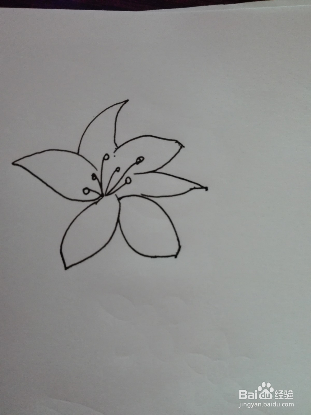 简笔画--百合花