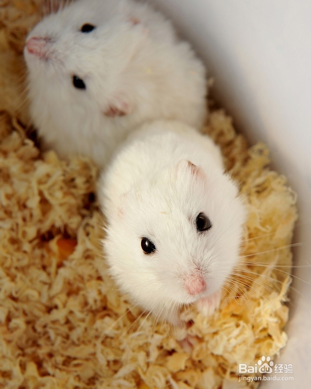 仓鼠的肢体表情的含义（详细说明）