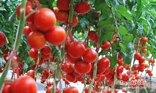 吃西红柿的好处。