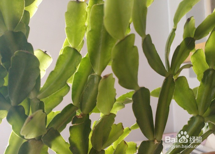 儿童拍摄植物有什么好处