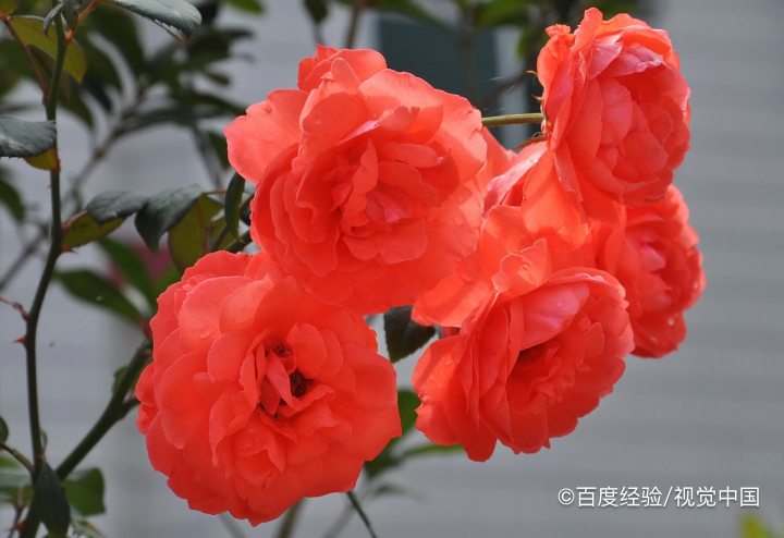 如何种植玫瑰花