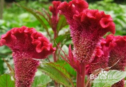 鸡冠花的养植技巧有哪些?