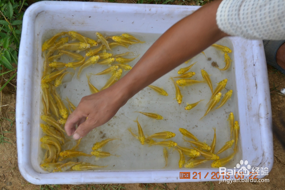 介绍锦鲤小常识