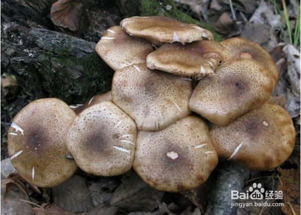 纯天然美味榛蘑