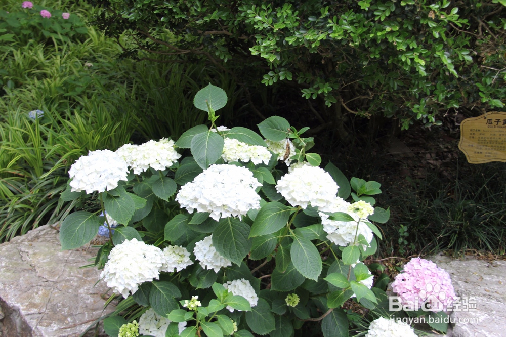 上海旅游攻略之周浦花海