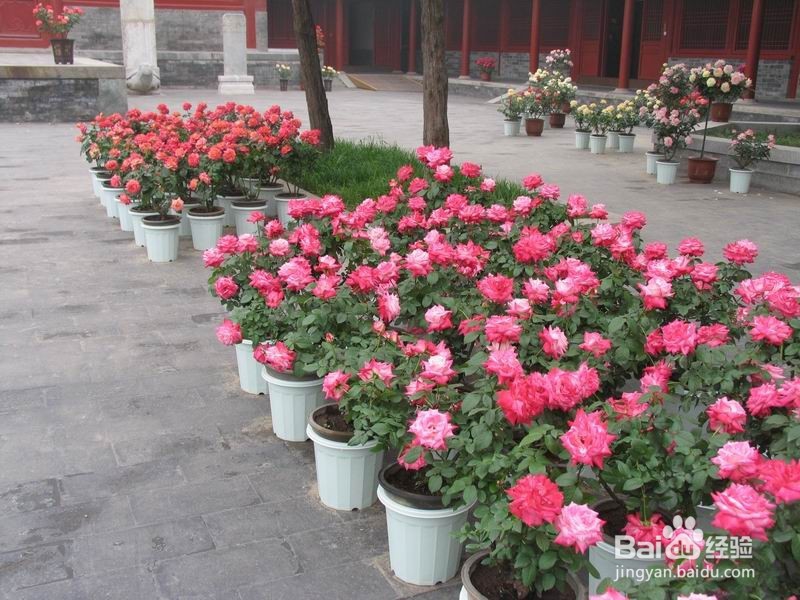 春天在家适合种些什么花草？