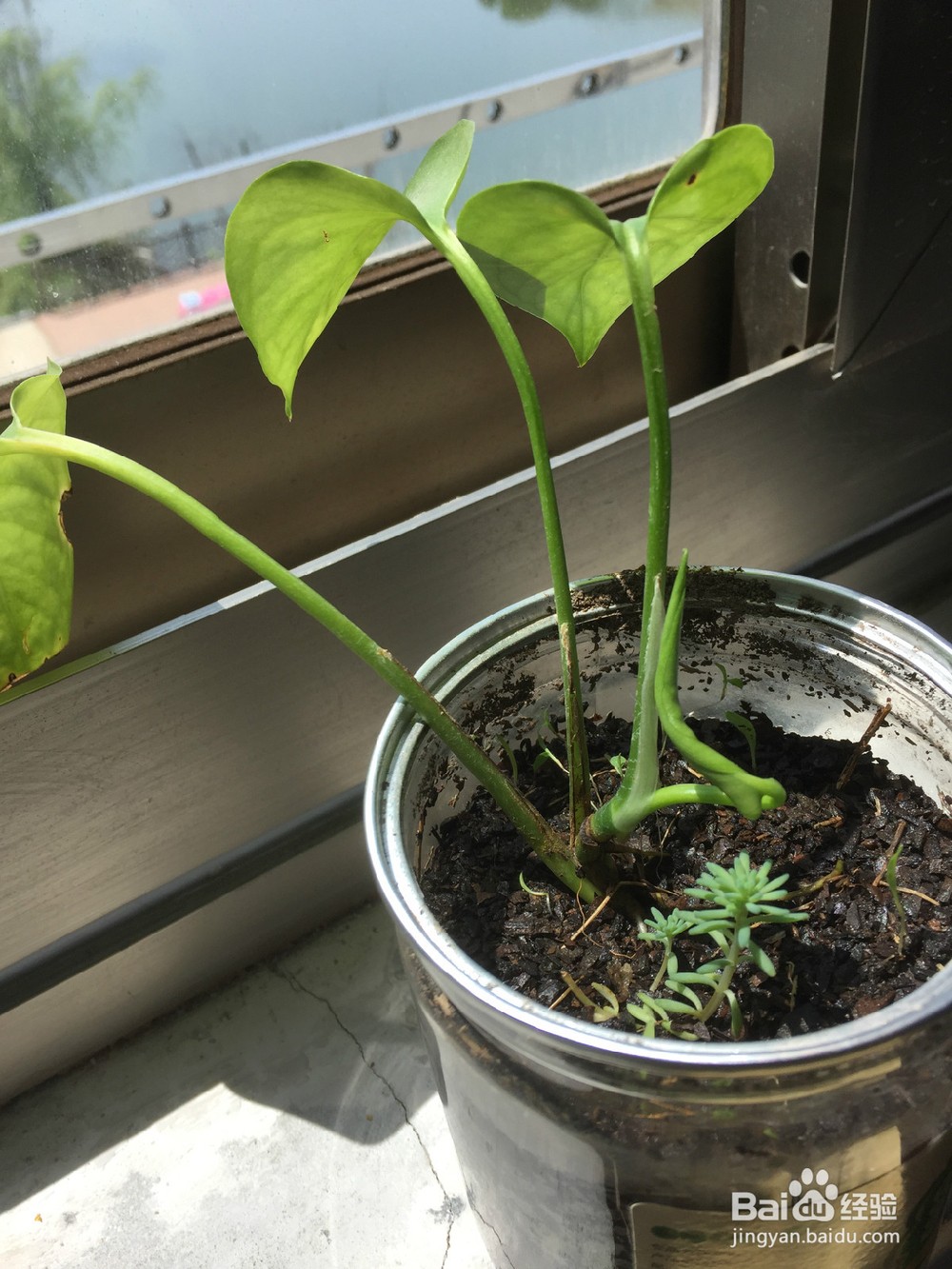 养植物的小情调