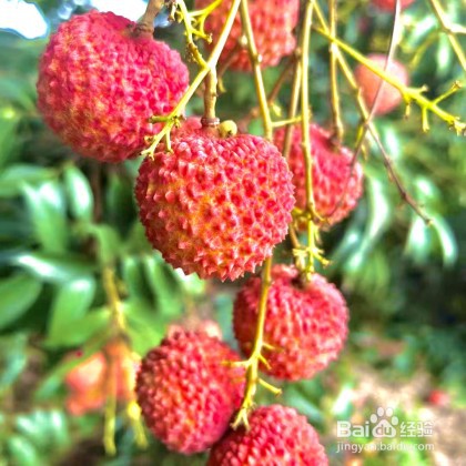 如何吃荔枝不上火?