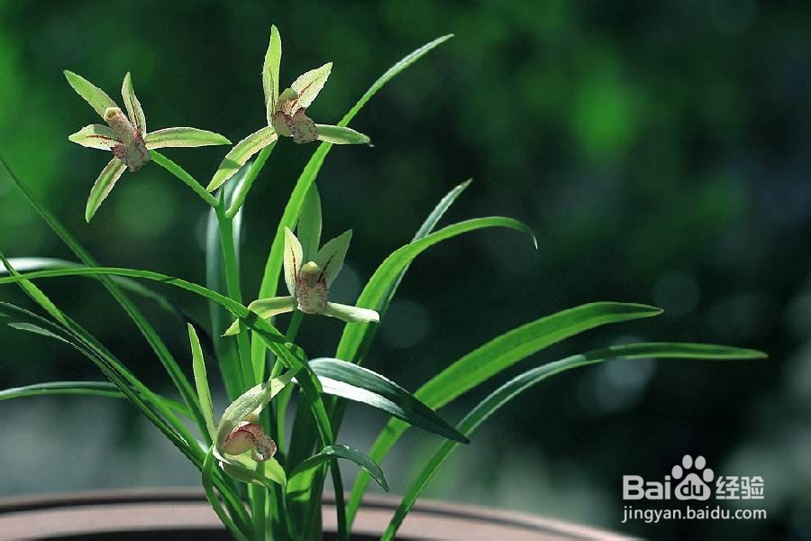 家中厕所对面适合放什么样的植物