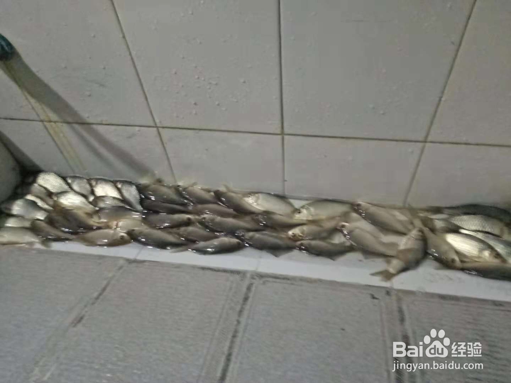 无刺钩如何不让鱼跑了