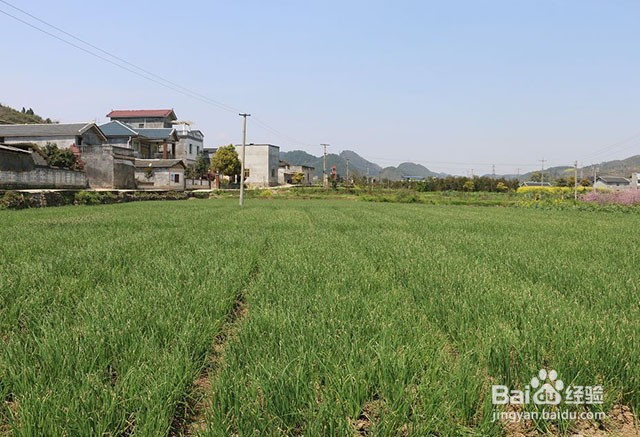 香葱重茬病害的原因和香葱重茬病害的防治方法