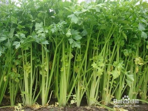 怎样引起心脑血管疾病的