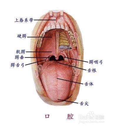 医学考试中咽部以及扁桃体的检查