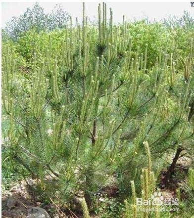 紫竹栽培方法