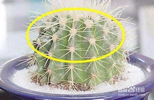 家里养这五种植物提神还能旺财!