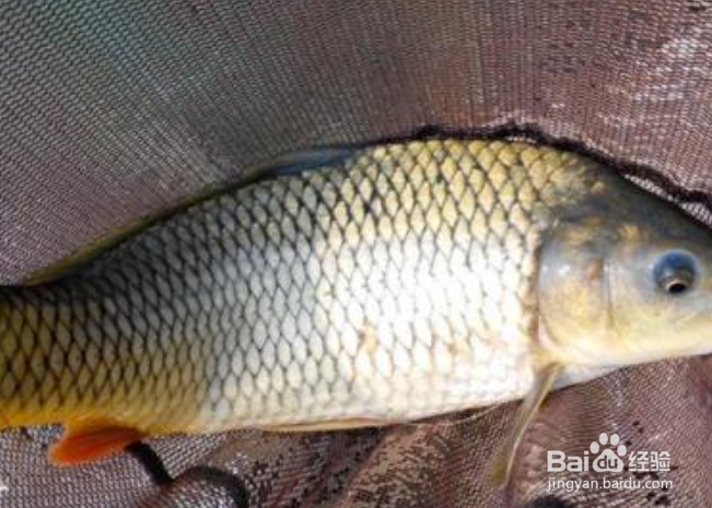 春天怎样钓鲤鱼？春天鲤鱼不吃钩怎么办？