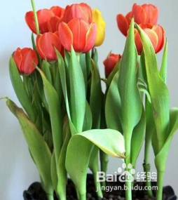 郁金香花怎么养护